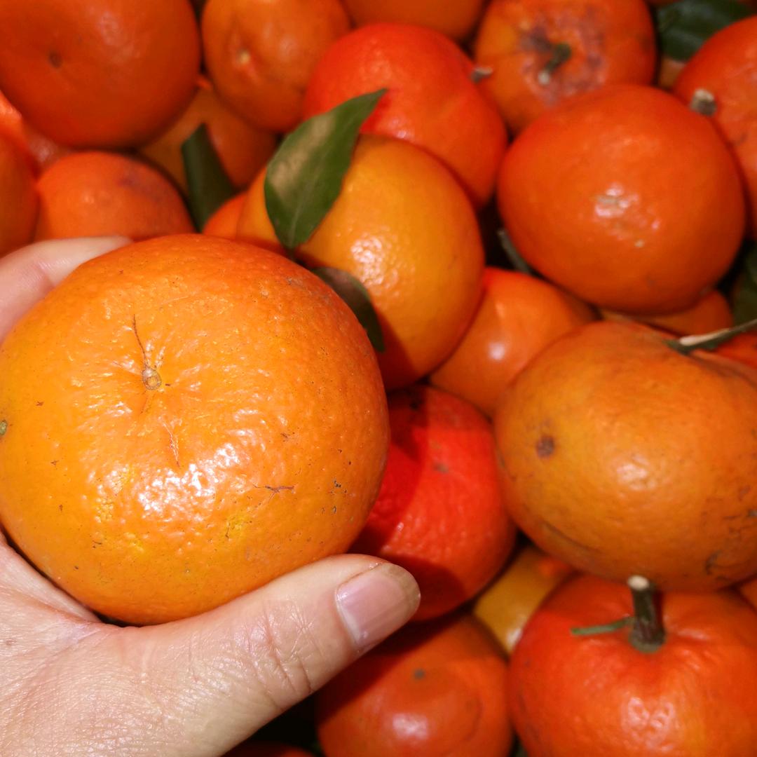 淼森种植专业合作社