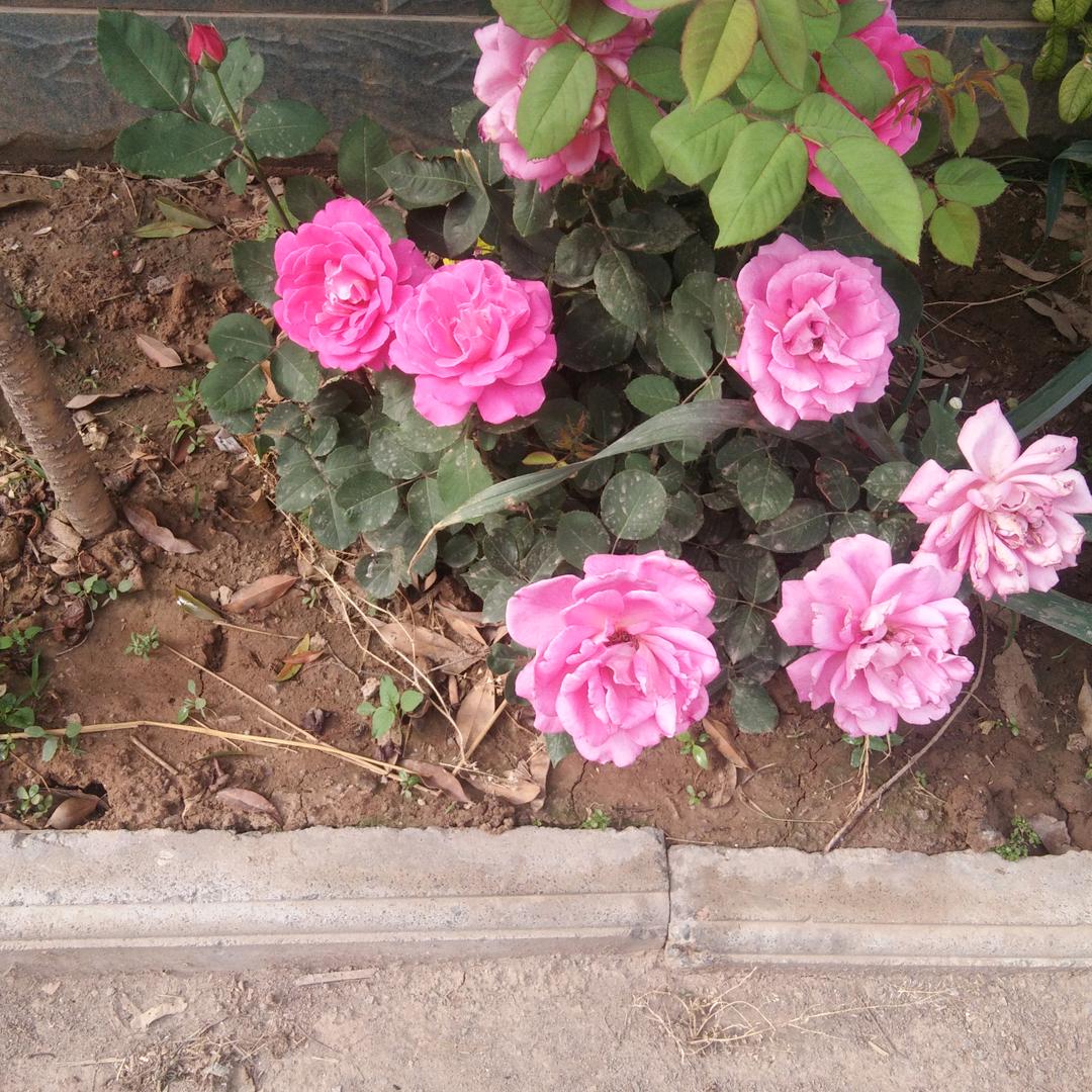 梦之缘鼓舞团队~~~珍