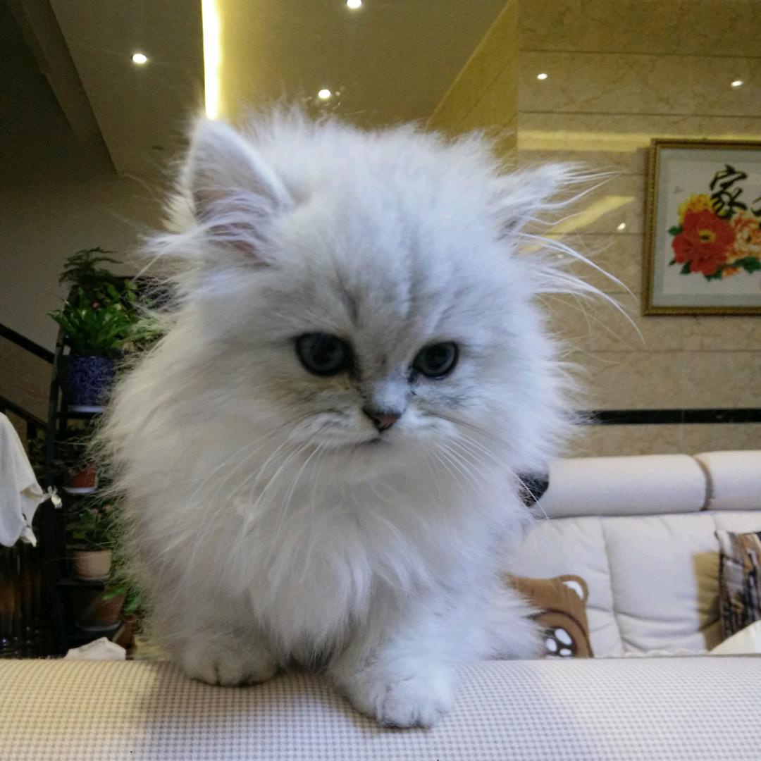凡尘