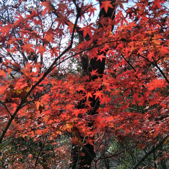 雾里看花