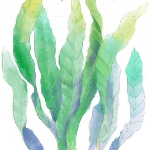 藻荇记