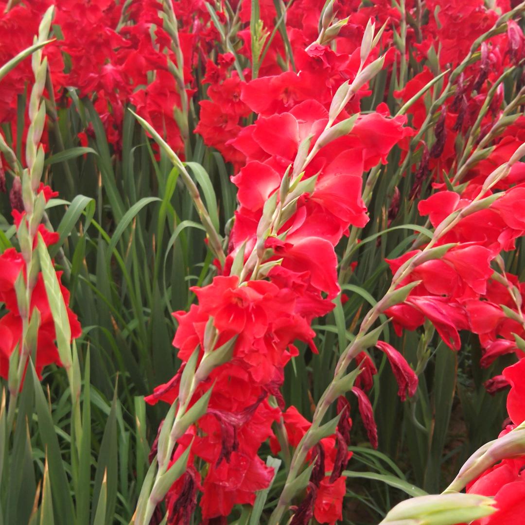 纯粮酿造—宜禾老窖岳公酒厂