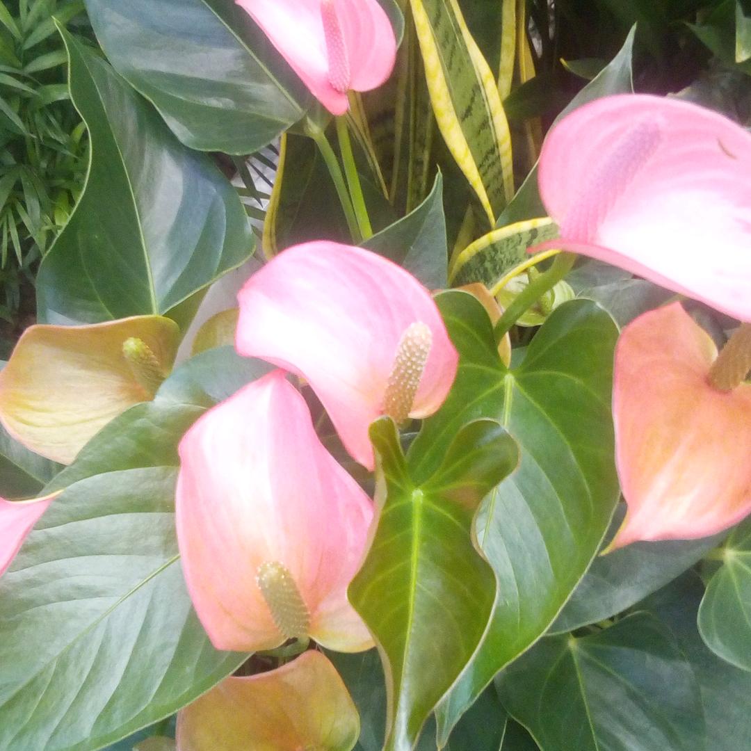 想爱就大声叫出来