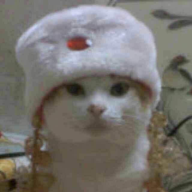 达林～林猫猫