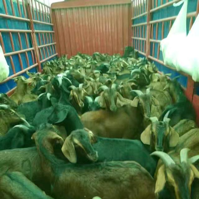 怀化洪江市山羊买卖