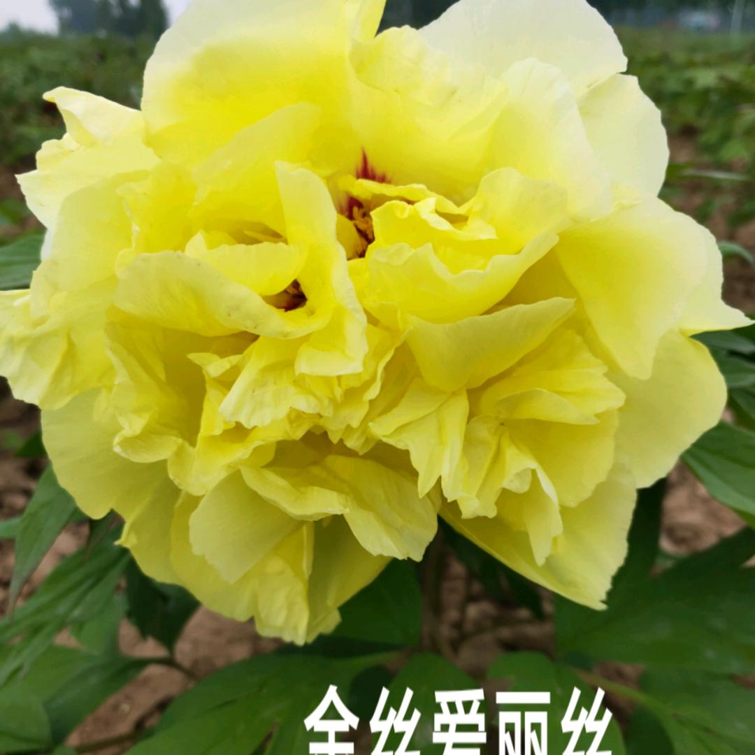 菏泽冠森牡丹园艺有限公司
