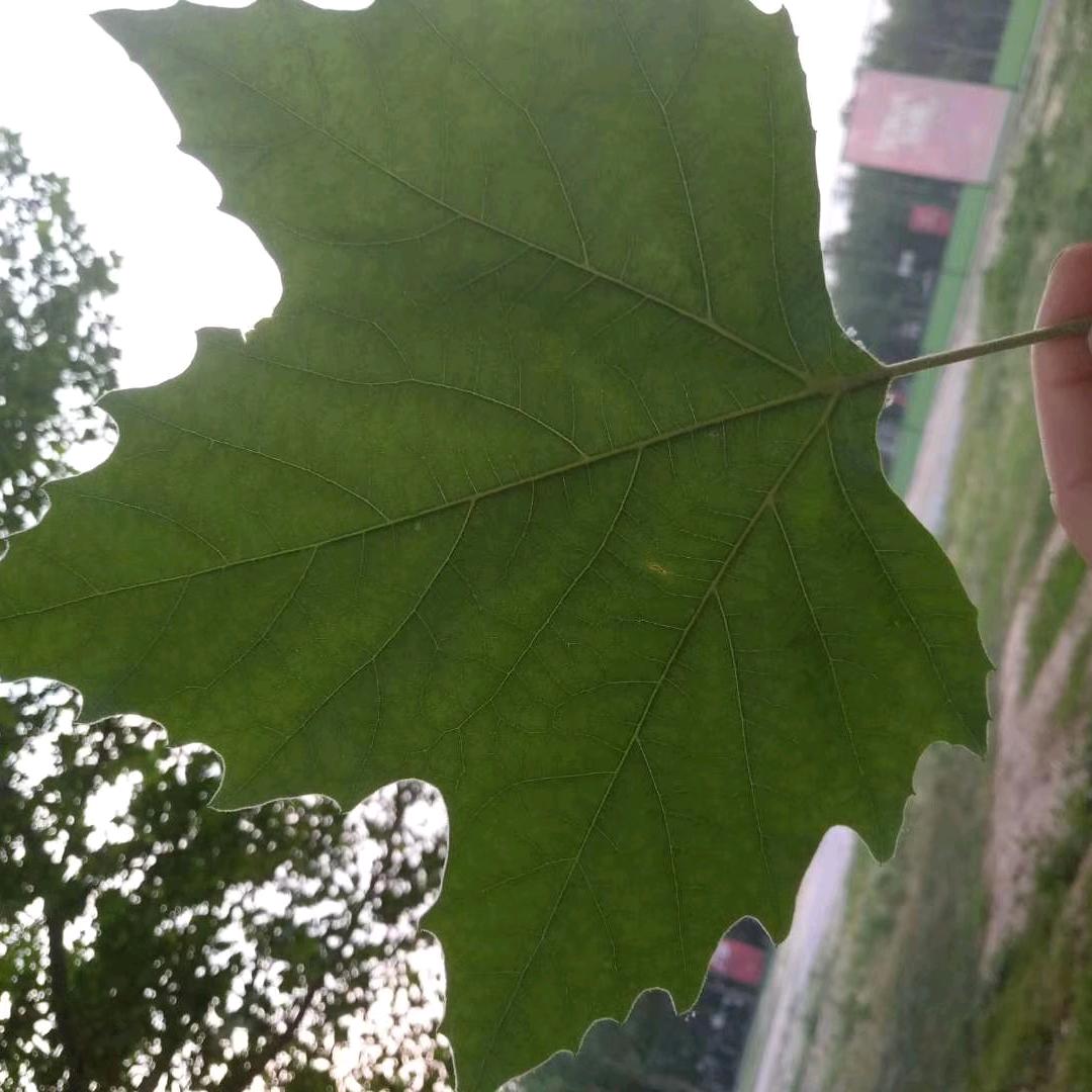 野🛠️狼