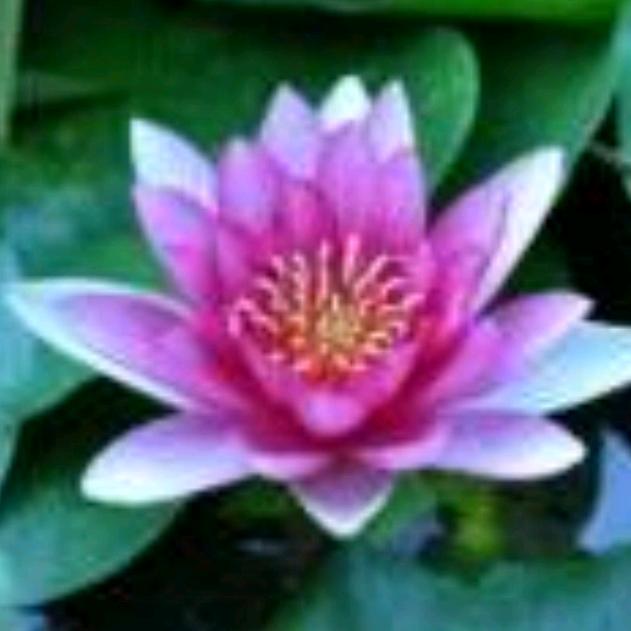 春暖花开