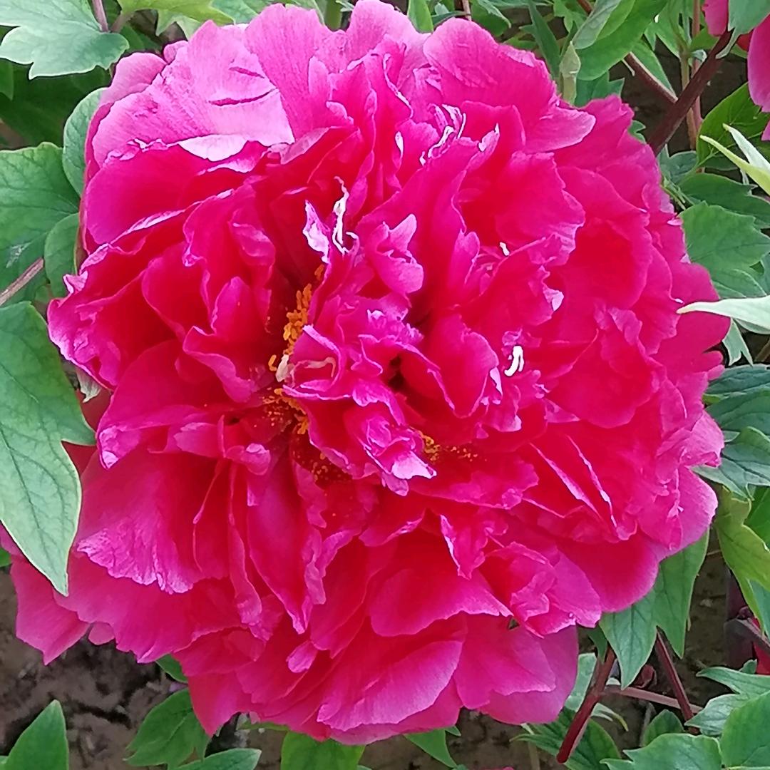 忘忧草