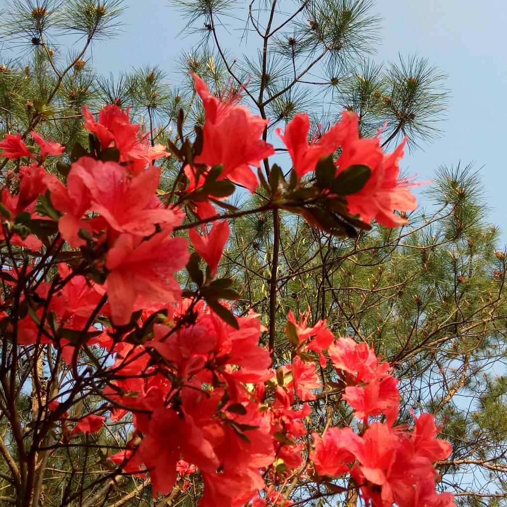 舒心慧芷