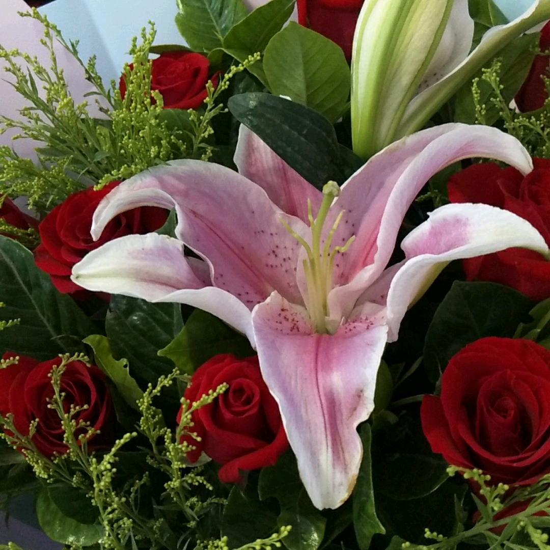 手机维修，换屏换盖板