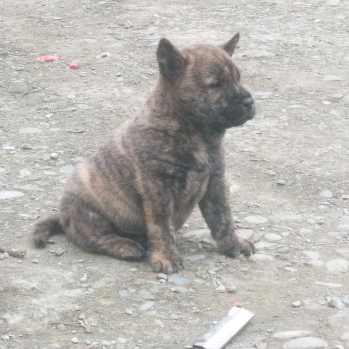 老东家