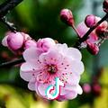 花香（71年🐷爱运动）