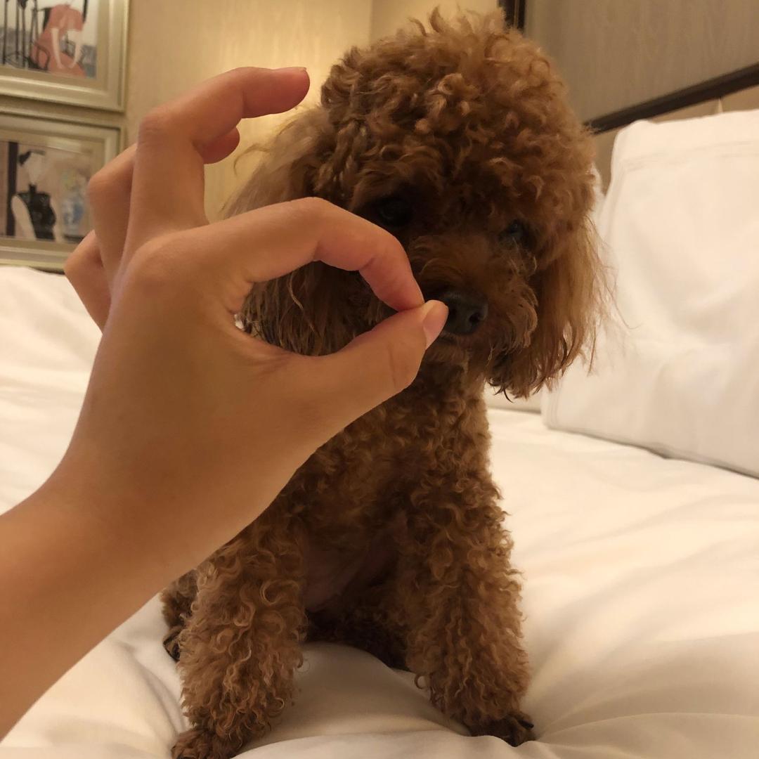 梦雪尔