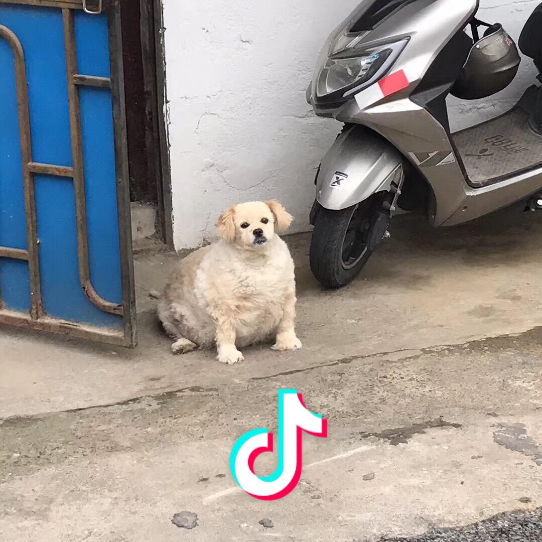 肆无忌惮的捣蛋蛋