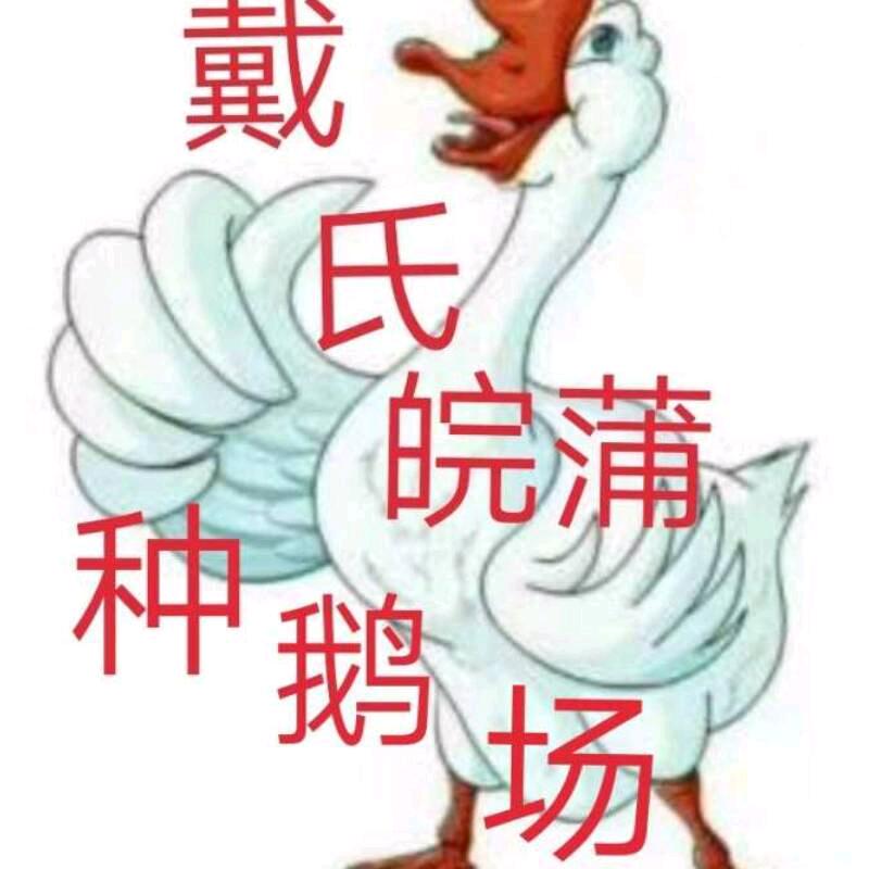 鹅行千里羽冠全球