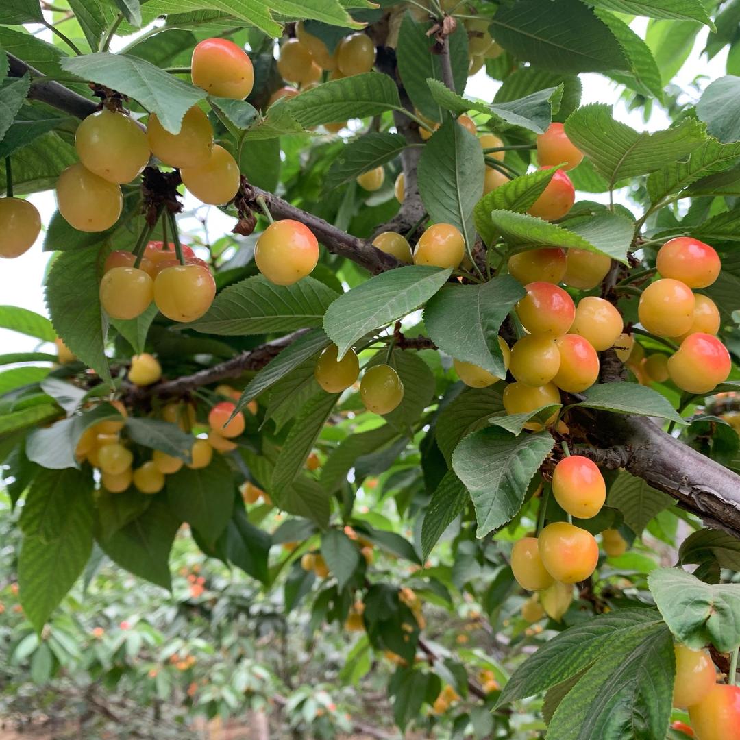 饮马西风