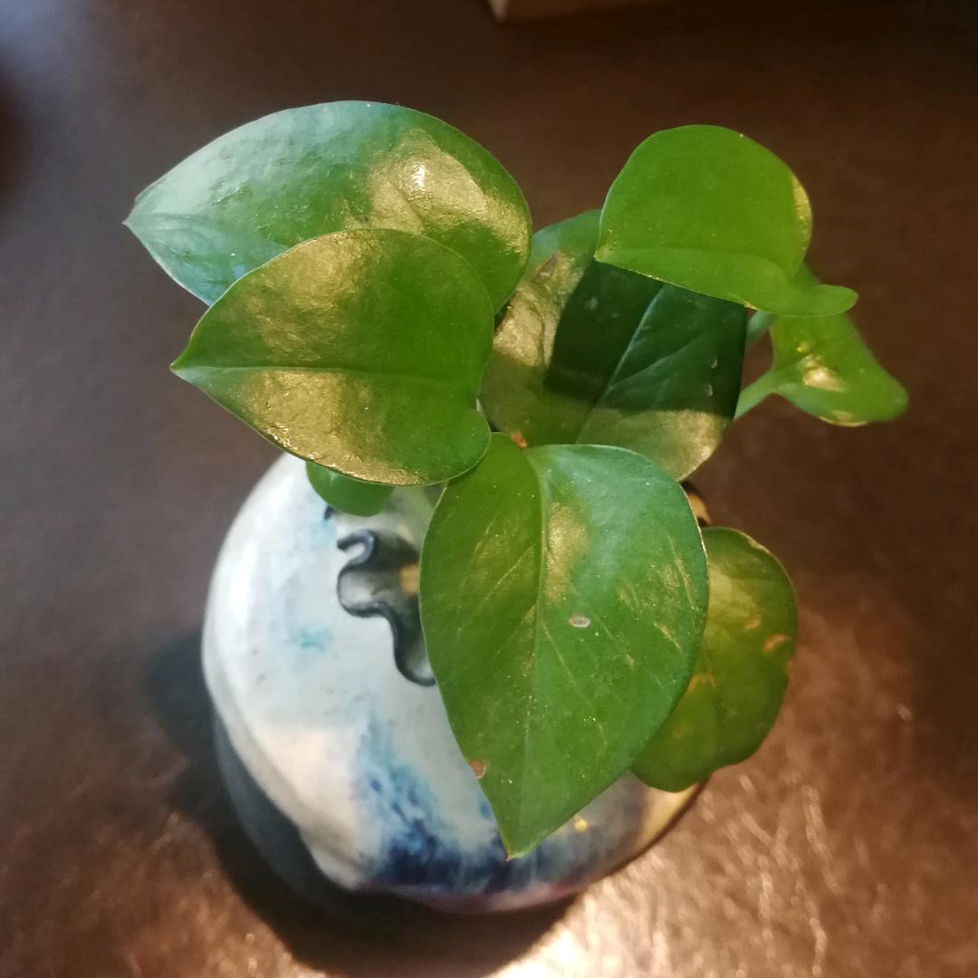 微醺的胡萝卜