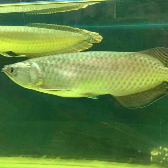 银龙