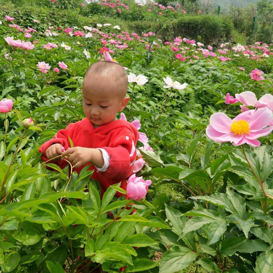 小度度