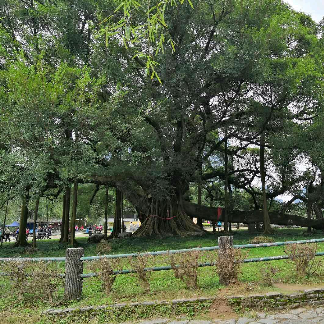 霞强夫妇
