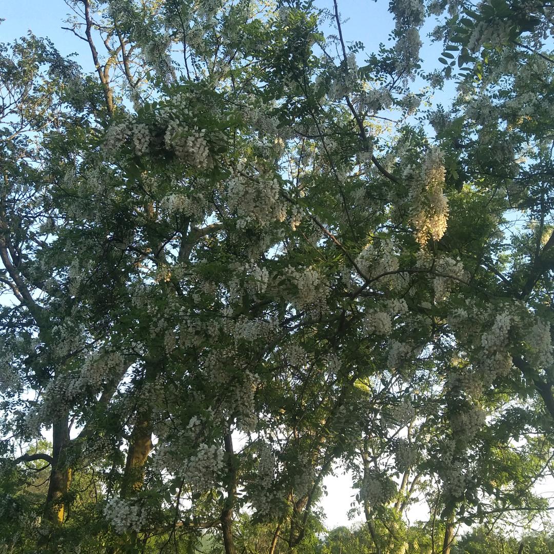 阳光