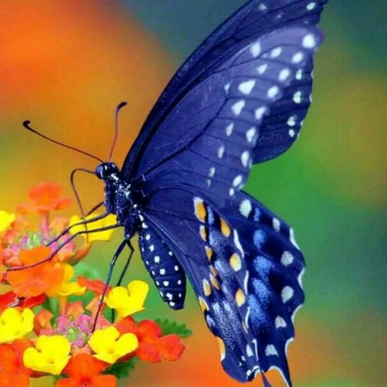 蓝蝴蝶