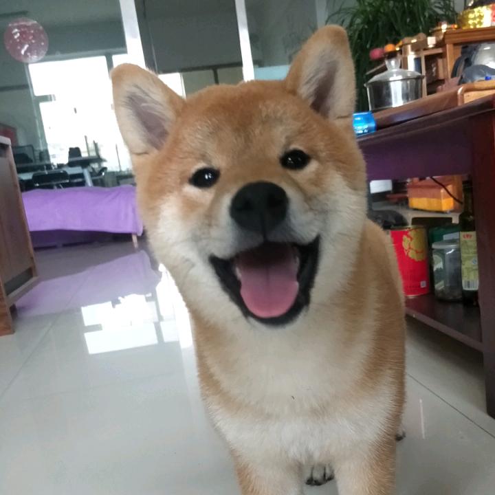 考拉考拉