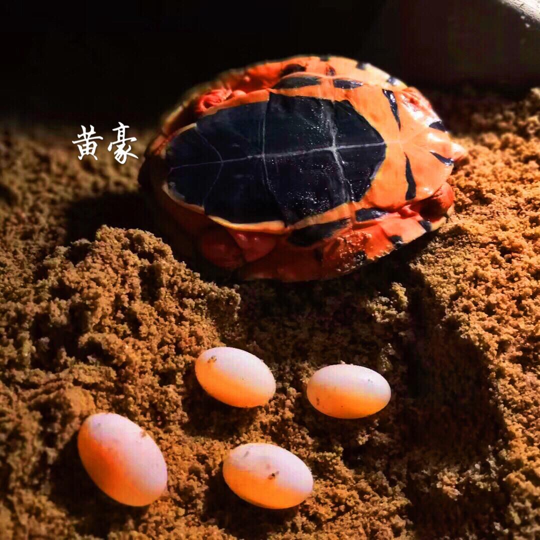 金龟苑I【收龟】