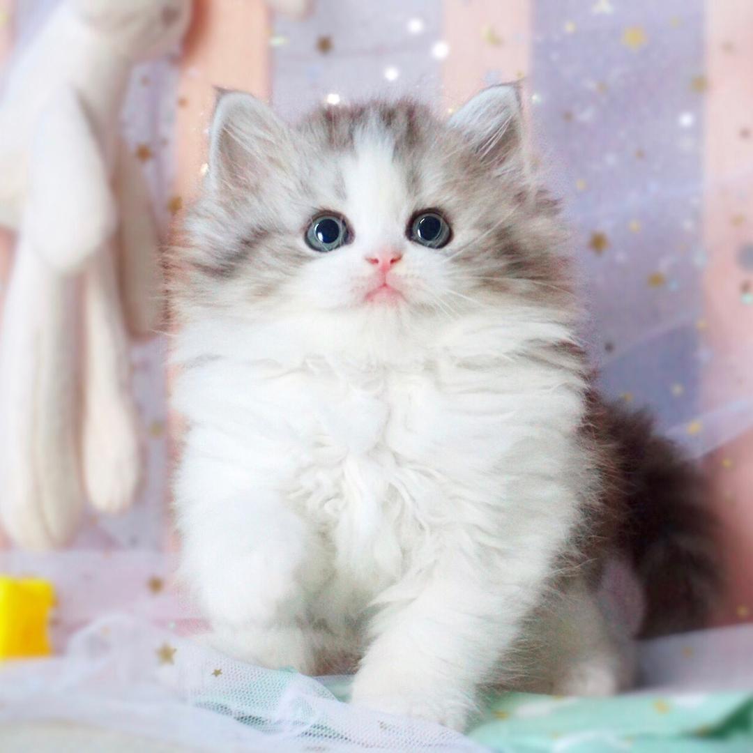 🐈咕噜喵