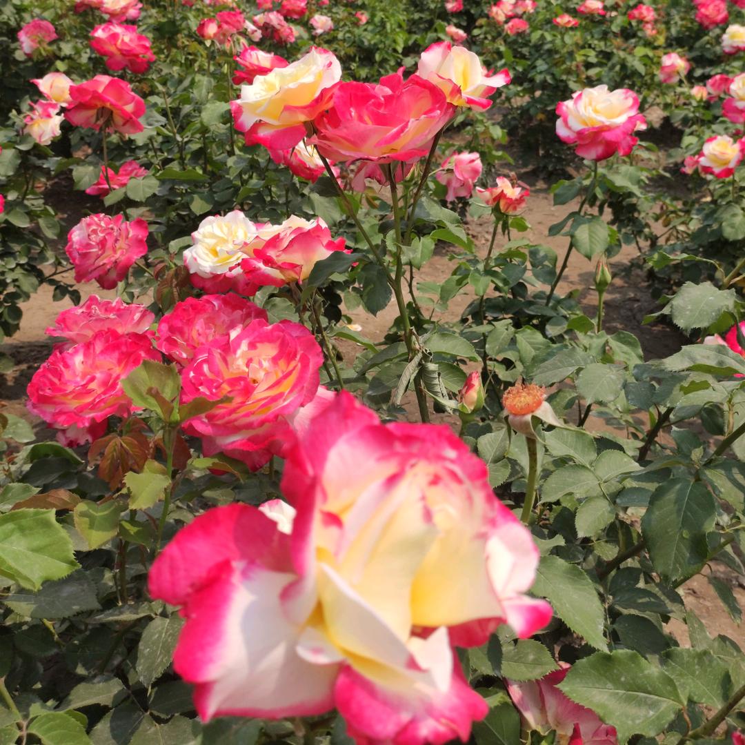 @昌迪健康平安是福❤️(努力搬砖🌞)