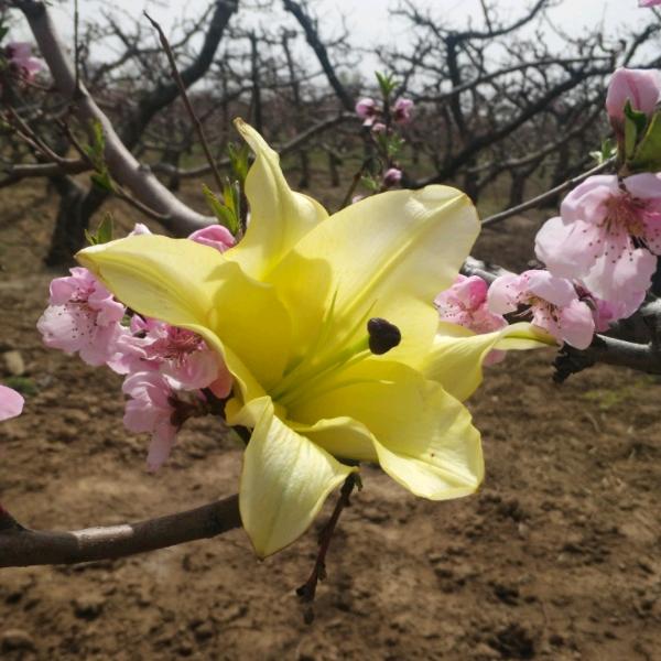 不离不弃相守一生