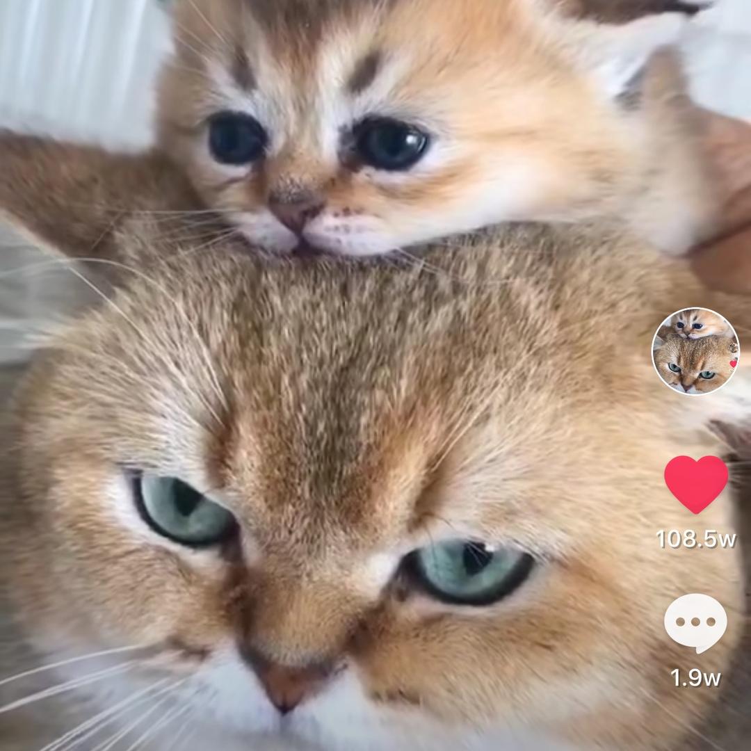 梦中情猫