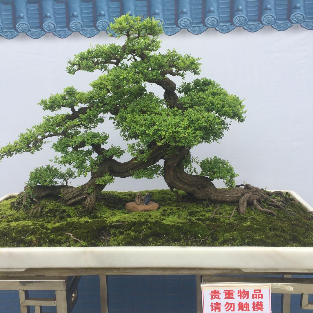 雨夜追风