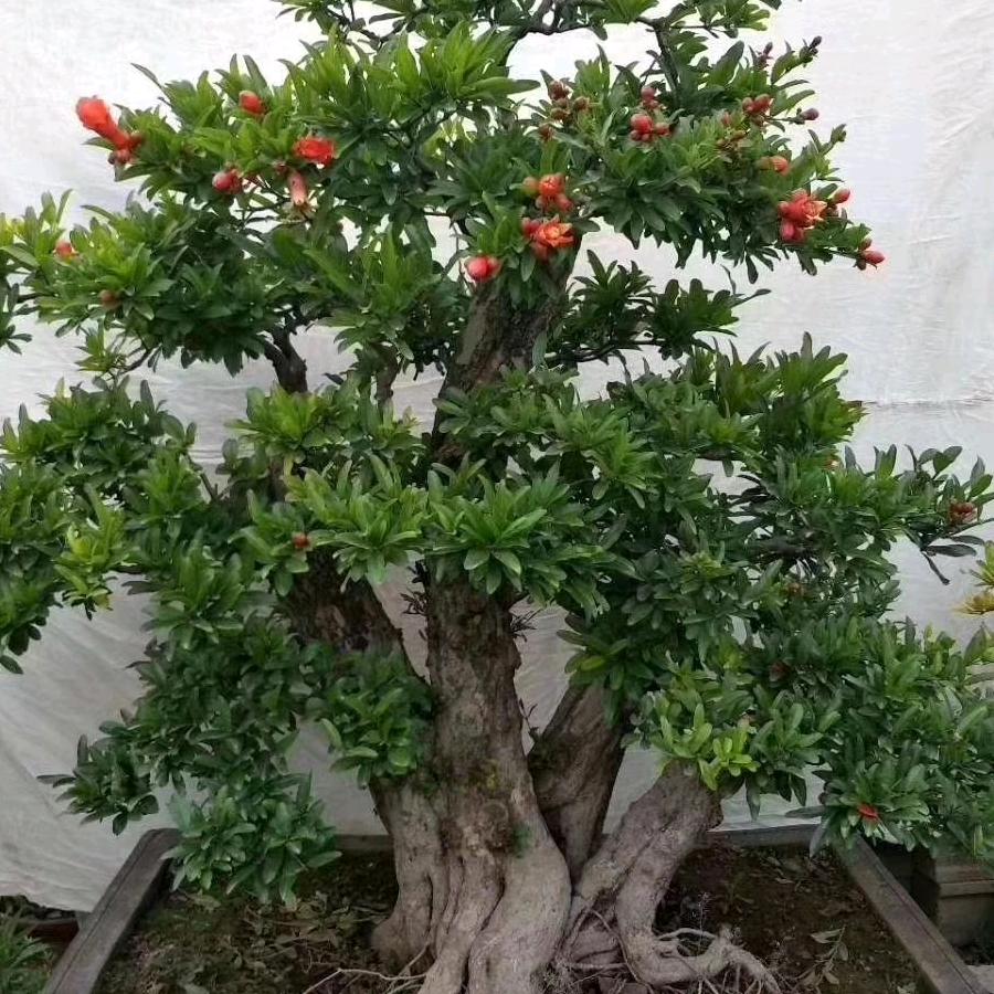 槿阑花卉园艺