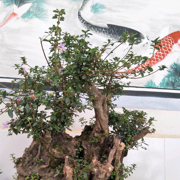 楊四哥
