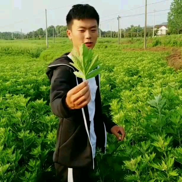 蕲艾种植(小马)