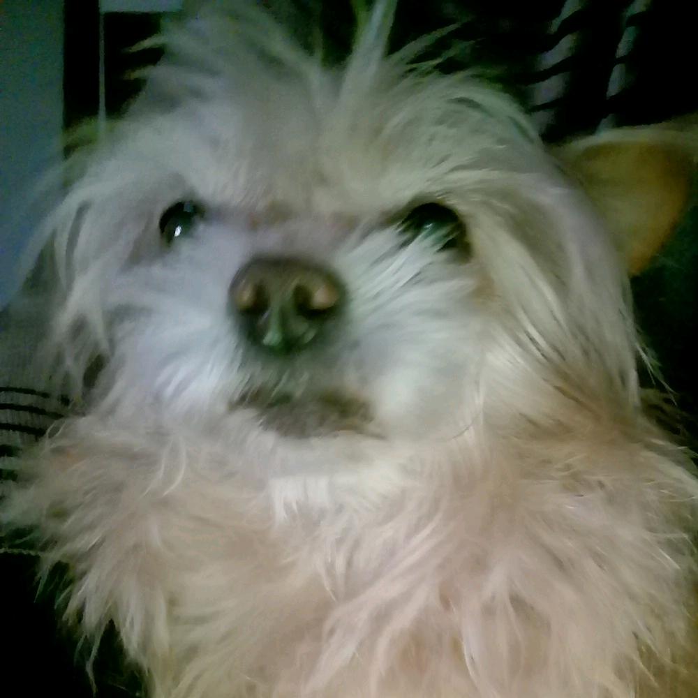 最帅不接受反驳