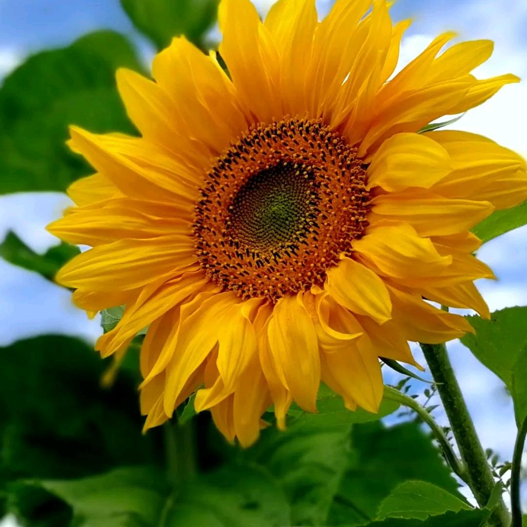 杨杨杨🌻