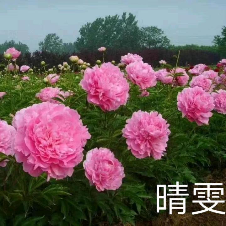 菏泽开发区焦伟牡丹销售中心