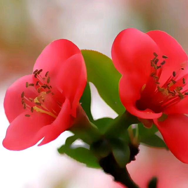 昆仑山上一棵草