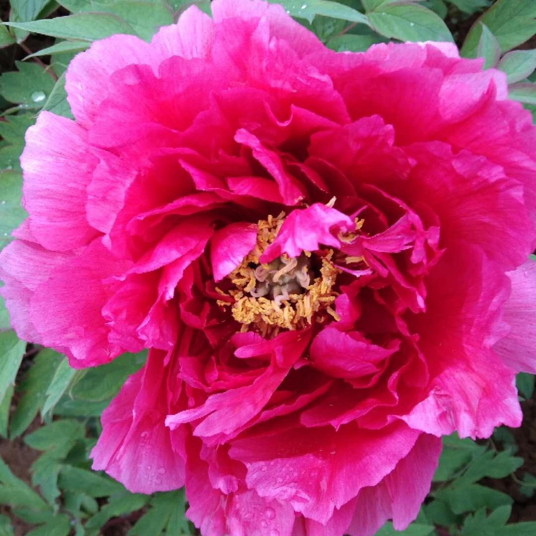 木子新🌹