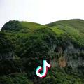 高山绿茶