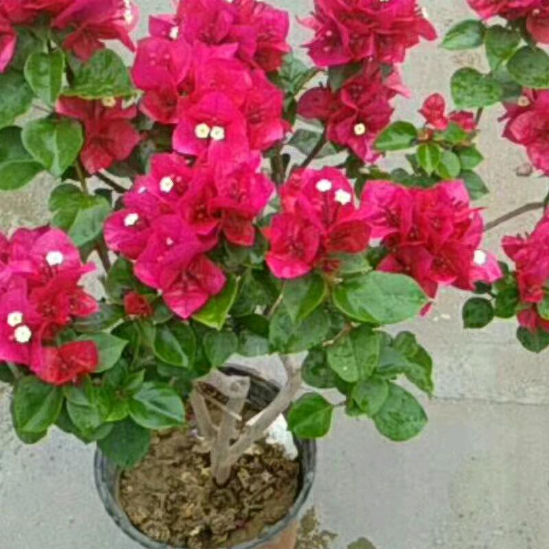 人见人爱，花见花开