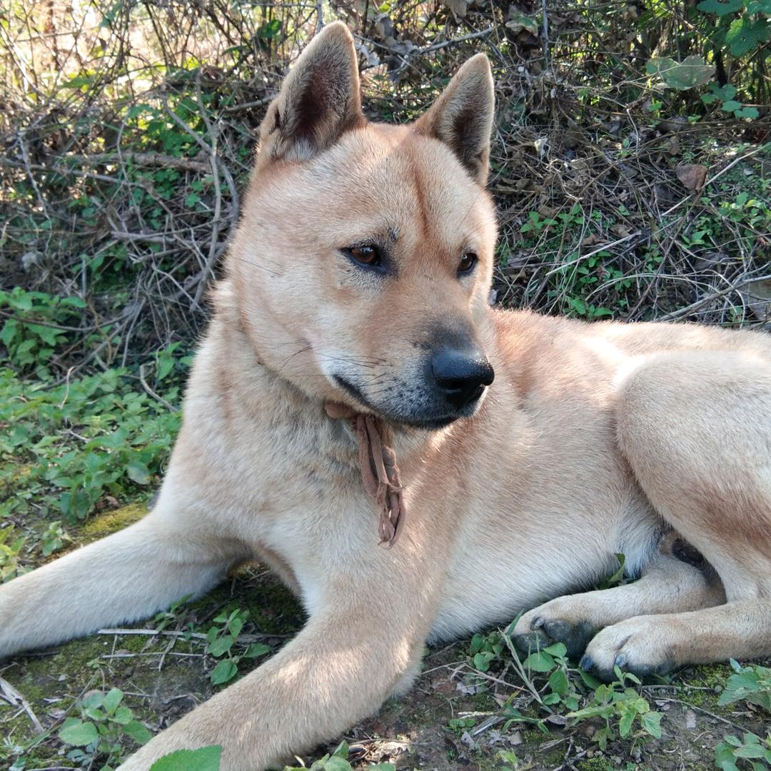 诚信为本（狗友）