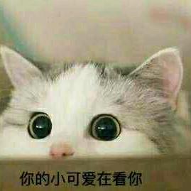 喵♡