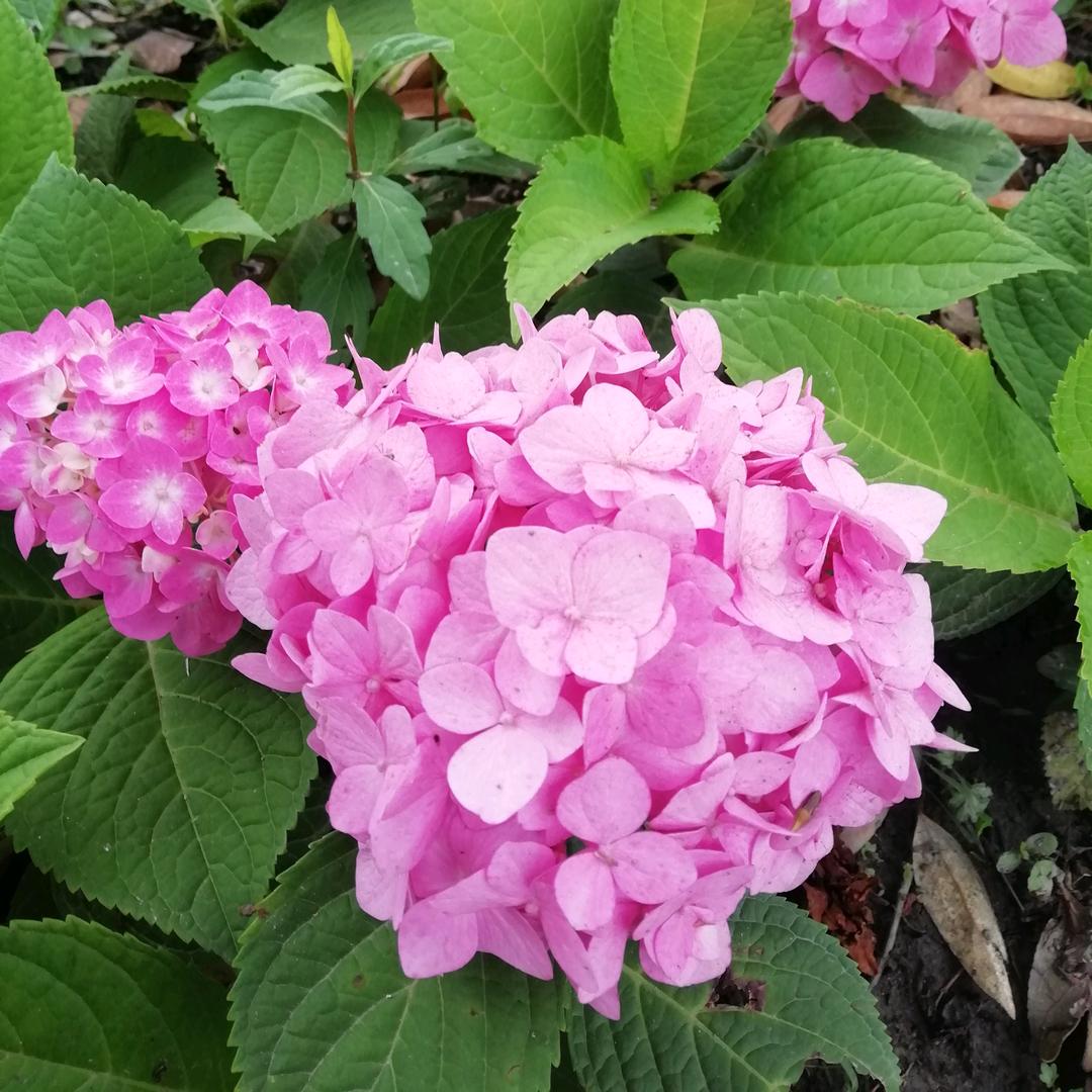 蒲公英苏