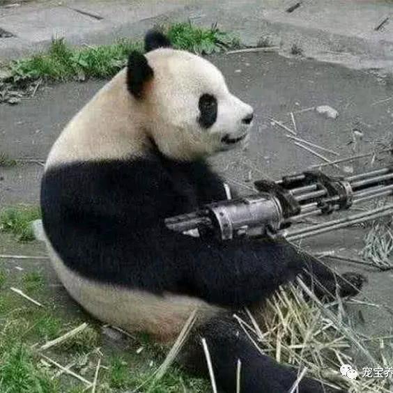 陵枫
