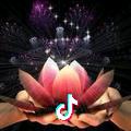 莲花-格格