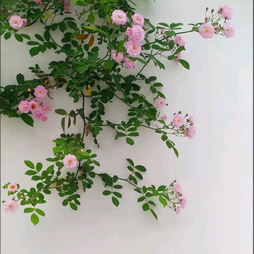 花香